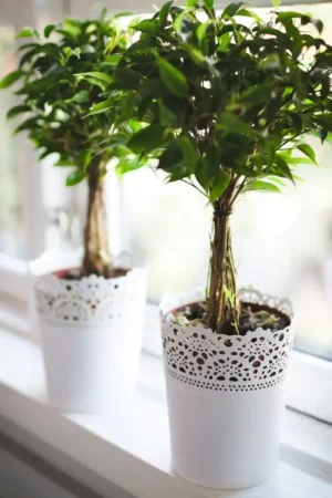 Eco-friendly cleaning plants